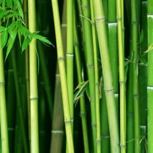 Bamboe: symboliseert doorzettingsvermogen en soepele kracht in sport