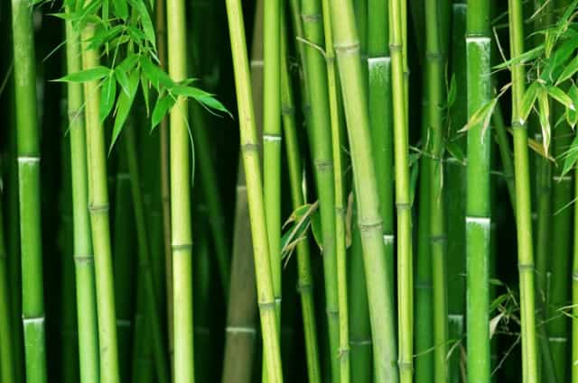 Bamboe: symboliseert doorzettingsvermogen en soepele kracht in sport