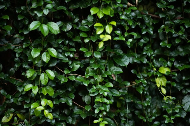 Klimop: benadrukt steun en relaties binnen complexe systemen