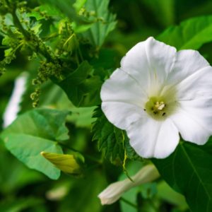 Intuïtie en transformatie komen samen in de mysterieuze maanbloem.