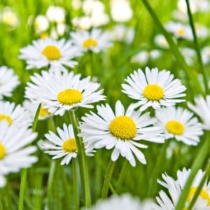 Het madeliefje: symboliseert kwetsbaarheid en innerlijke kracht in HSP-coaching