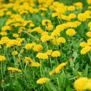 De paardenbloem: symboliseert veerkracht en persoonlijke ontwikkeling